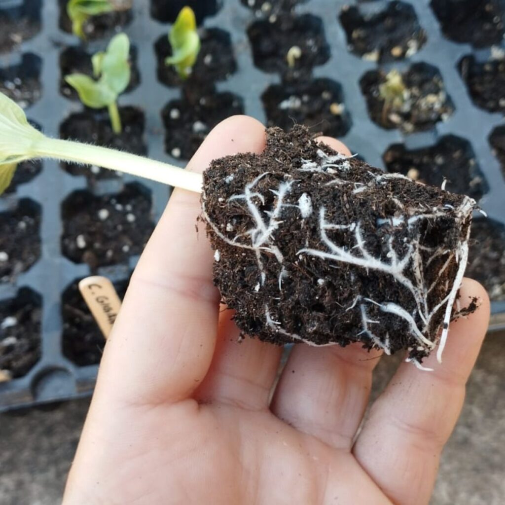 semillero-con-tricodiz